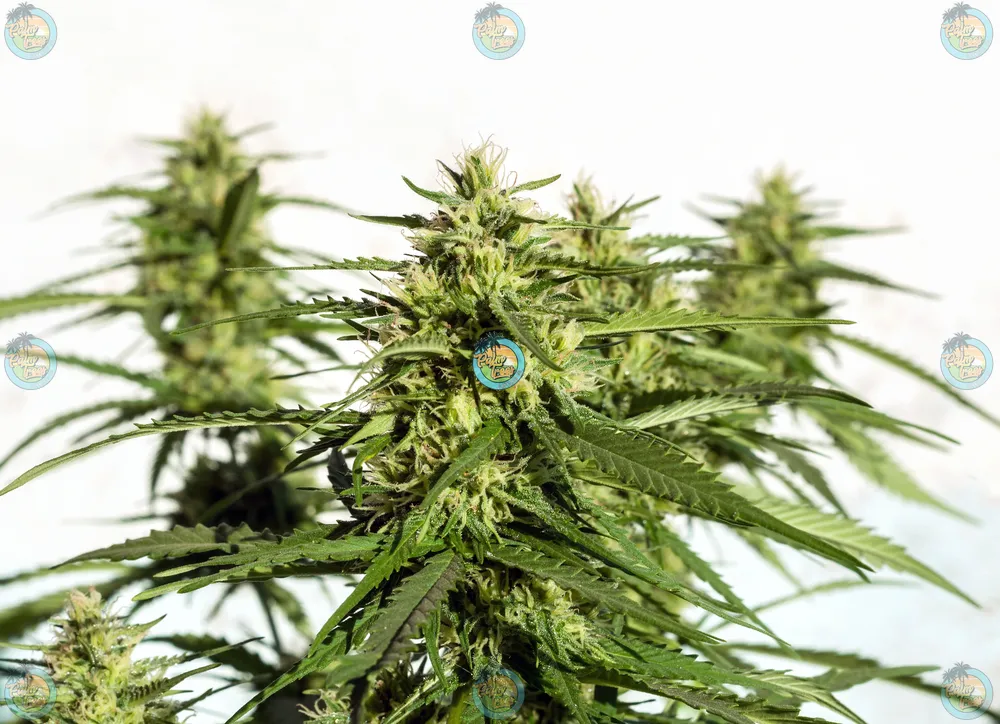 Frosties Cannabis in DC