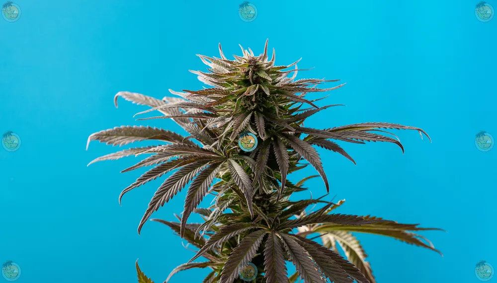 Melted Gushers Cannabis in DC