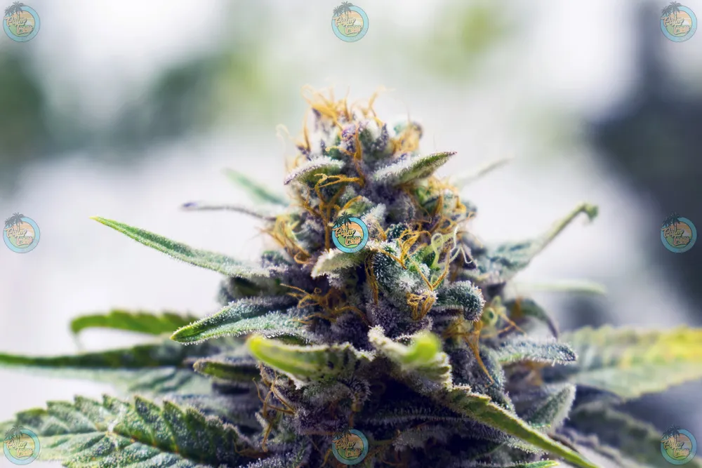 Quantum Kush Cannabis in DC