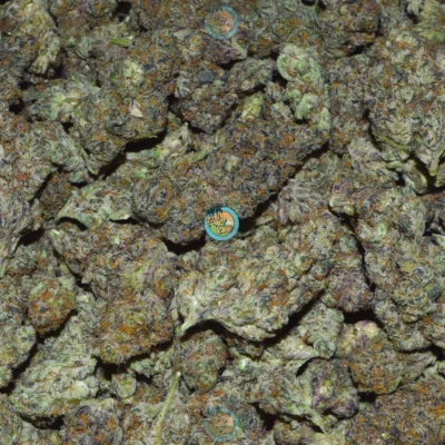 QUANTUM KUSH Cannabis Strain