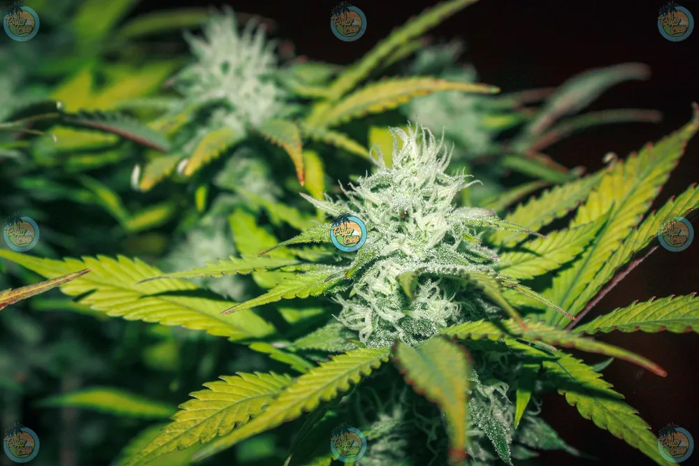 Hippie Crasher Cannabis in DC PT