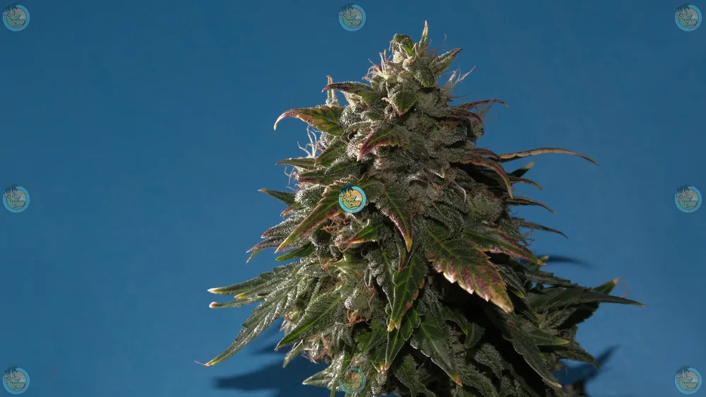 Maui Lemons Cannabis in DC