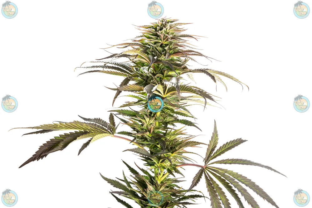 Lucky Gift Cannabis in DC