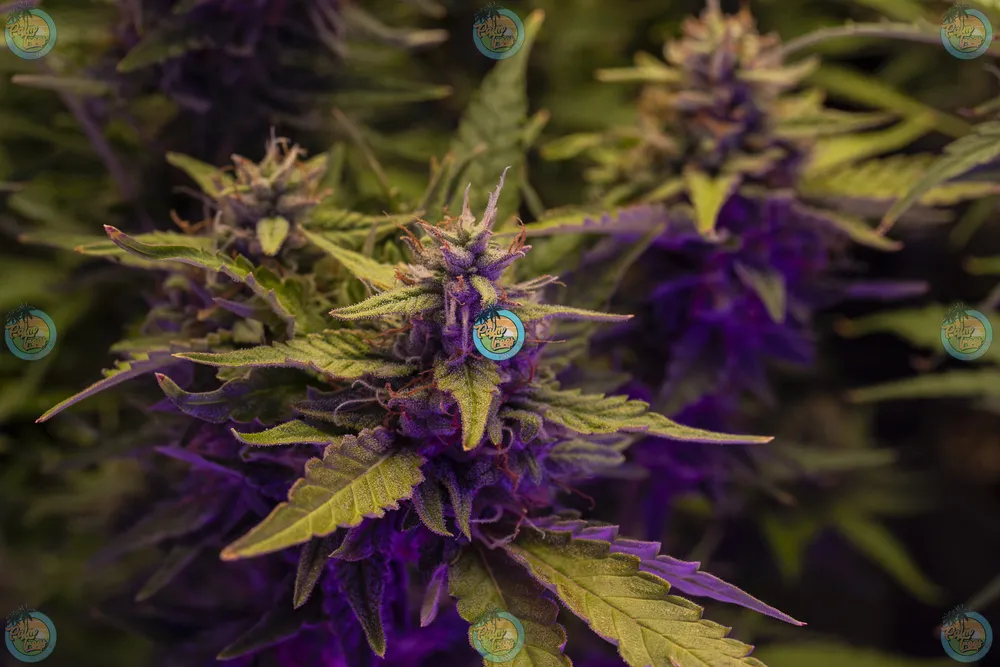 Push Pops Cannabis in DC