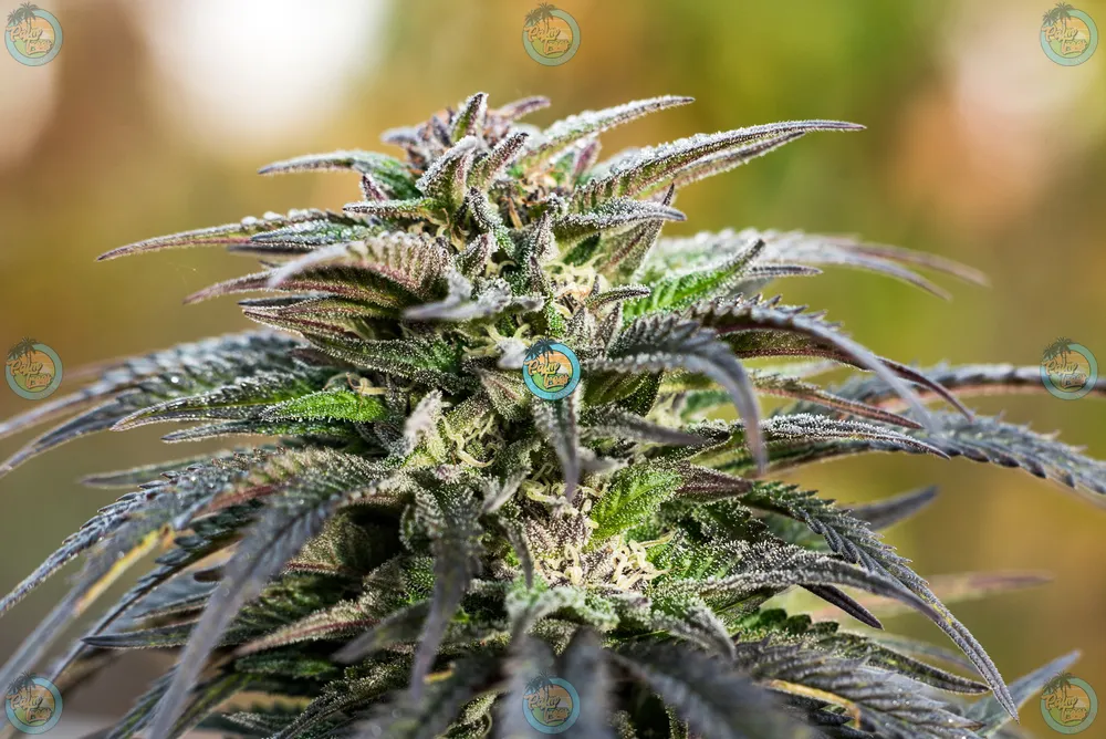 Zoapscottie Cannabis in DC