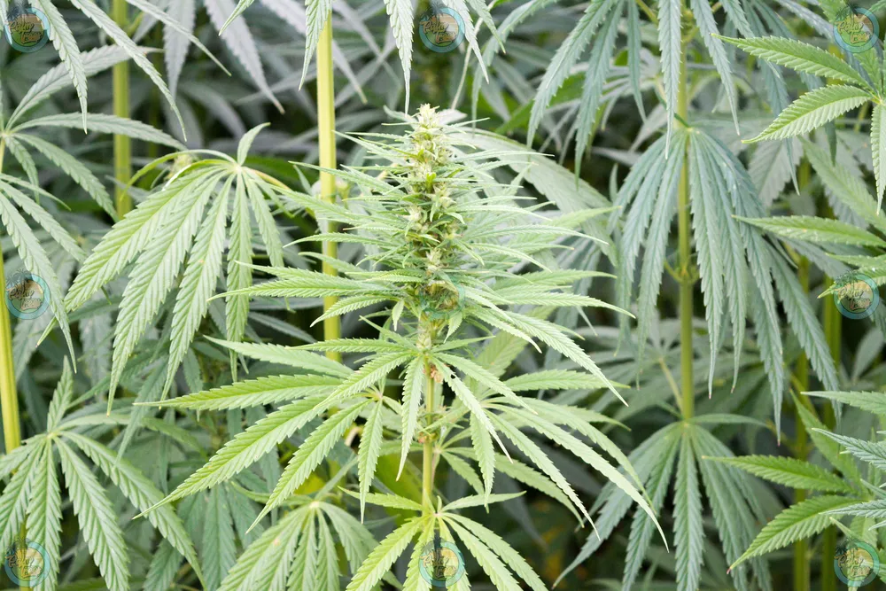 Jack Herer Cannabis in DC