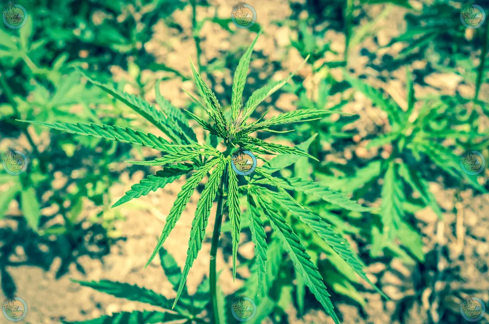 Mai Tai Cannabis in DC