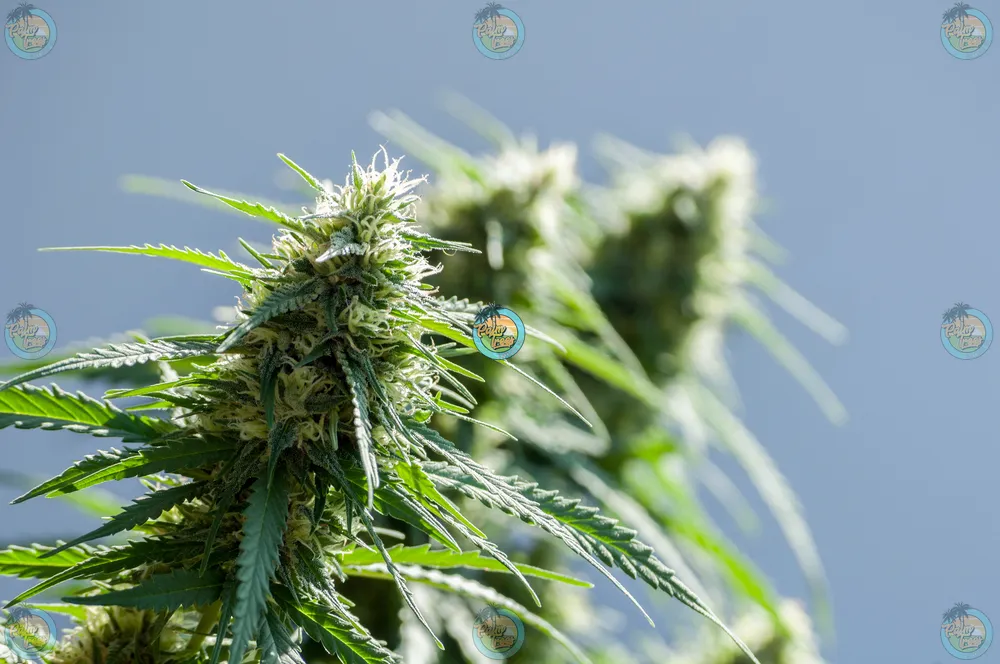 White Tahoe Cookies Cannabis in DC