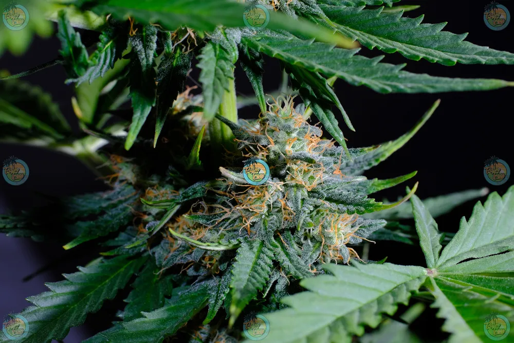 Fat Cat Cake Cannabis in DC