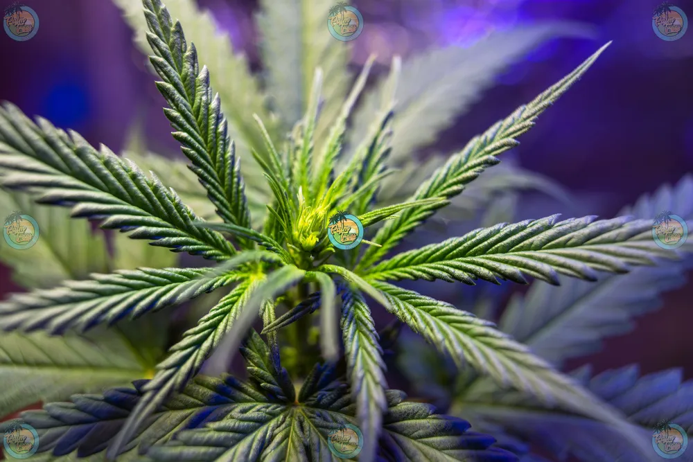 Purple Zkittlez Cannabis in DC