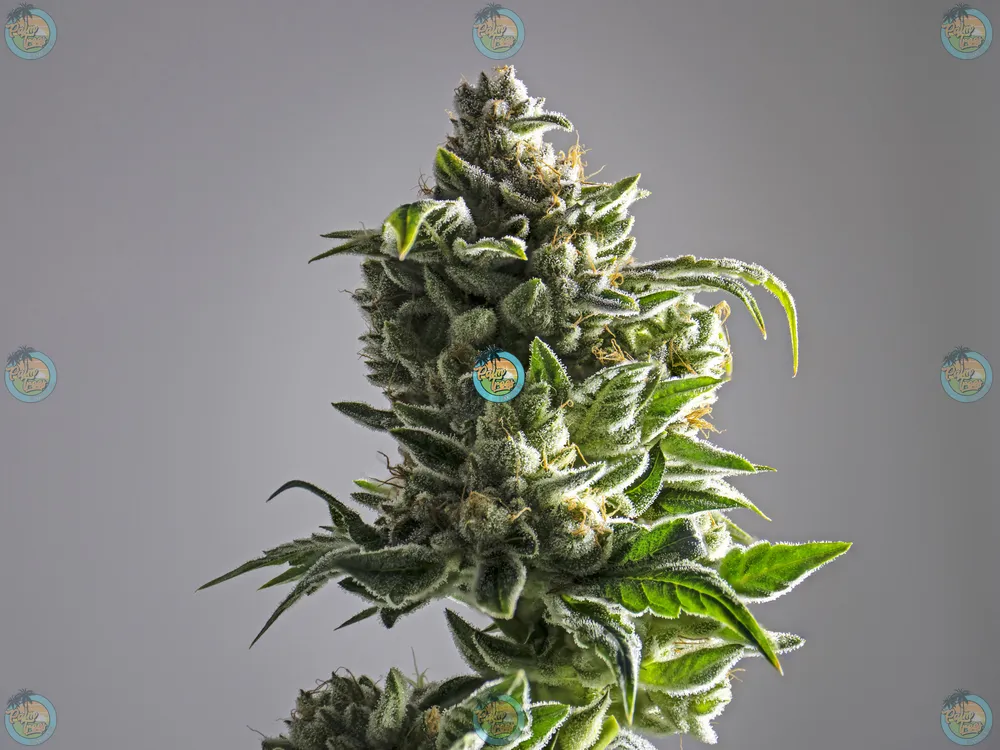 Triangle Mints Cannabis in DC