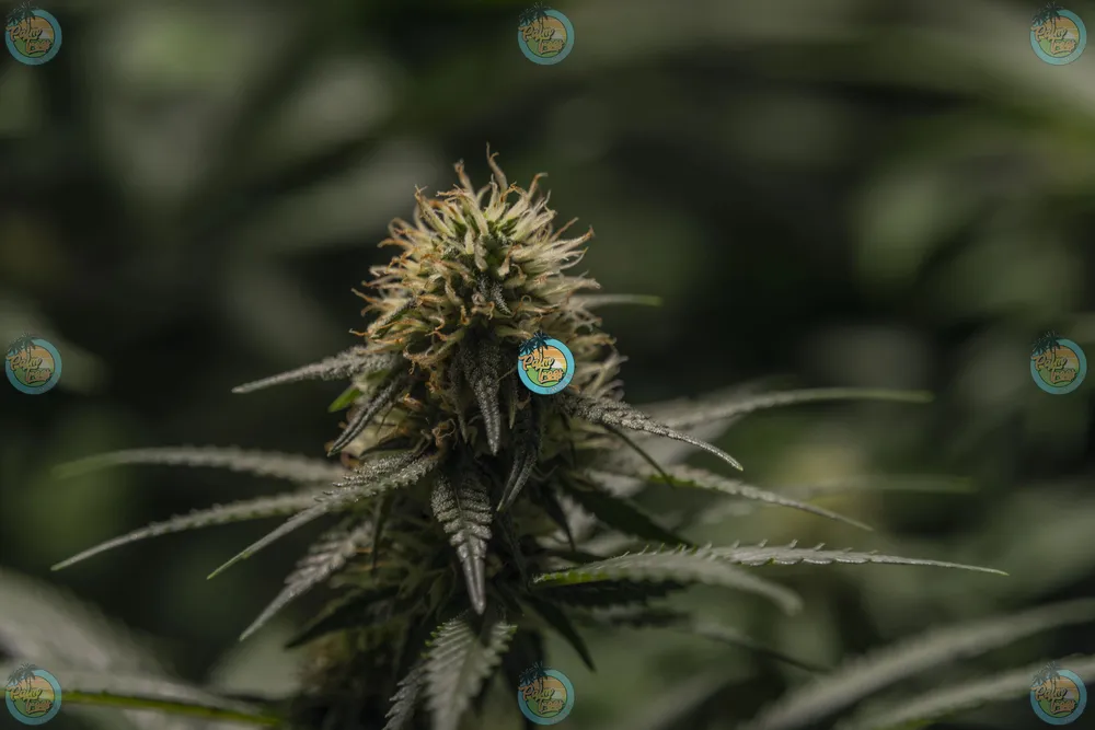 DelaHaze Cannabis in DC