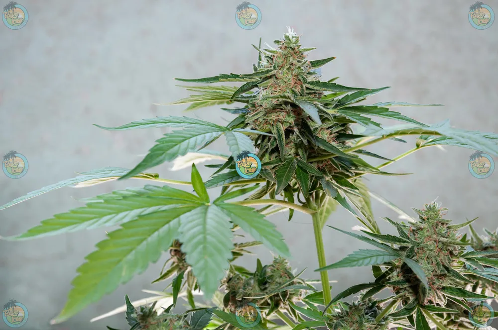 Falcon Cannabis in DC