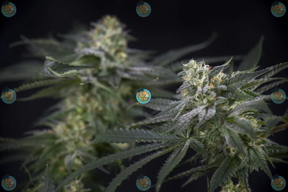 Ferrari Runtz Cannabis in DC