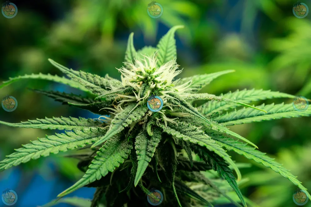 Heir Heads Cannabis in DC