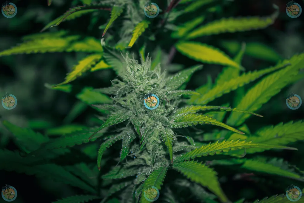 Opal Runtz X Permanent Marker Cannabis in DC