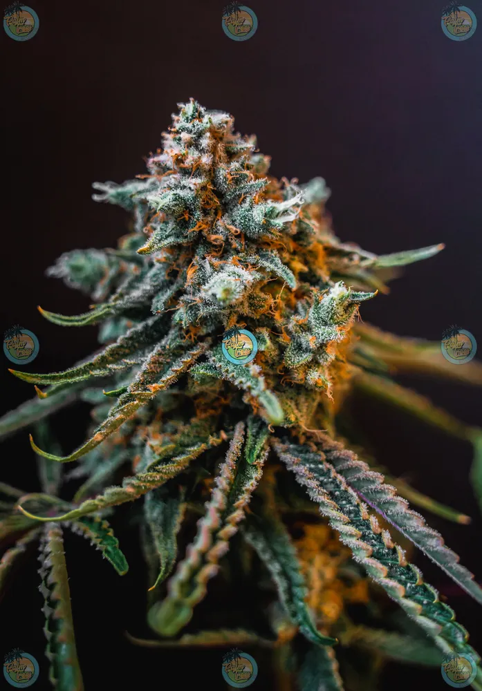 Candy Runtz Cannabis in DC