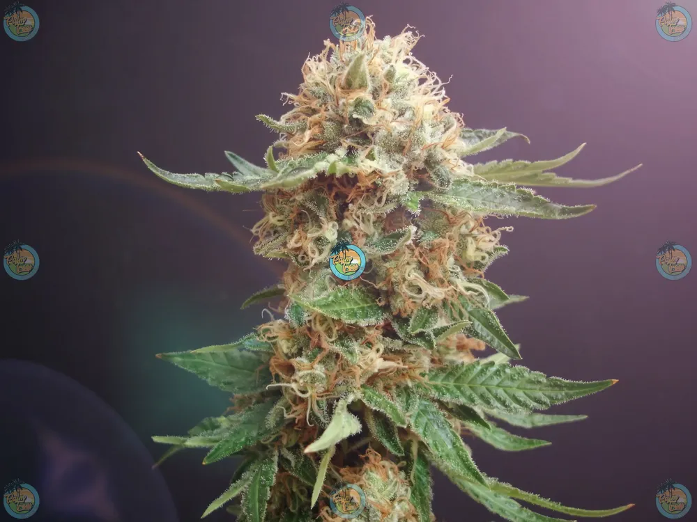 Chocolate Biscotti Cannabis in DC