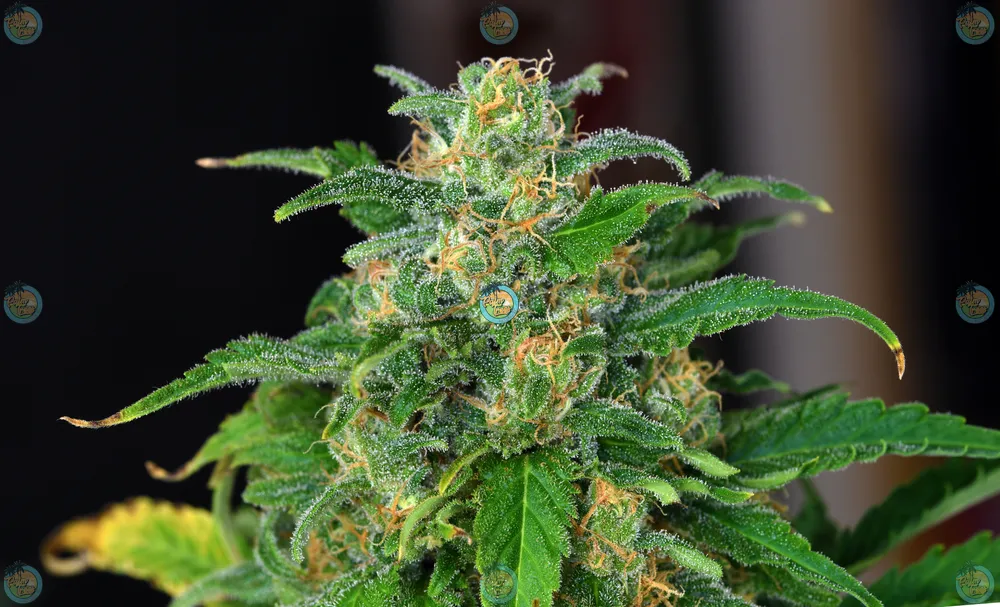 Kamikaze Cannabis in DC