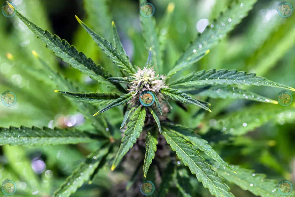 Oreoz Cannabis in DC