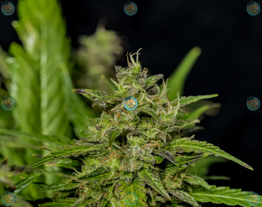 Pineapple Mac Cannabis in DC