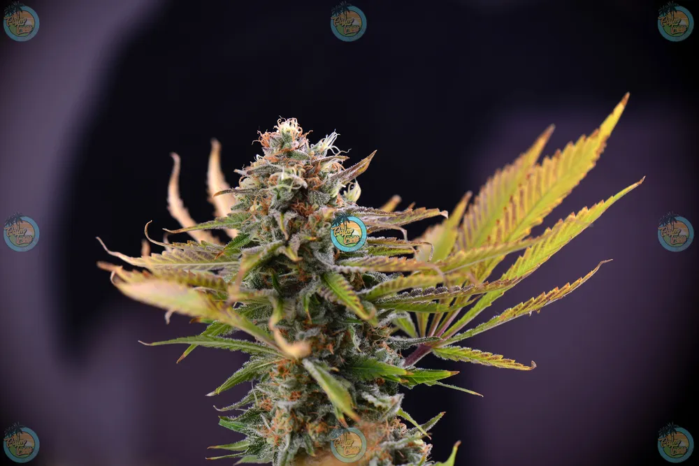 Plum Popperz Cannabis in DC