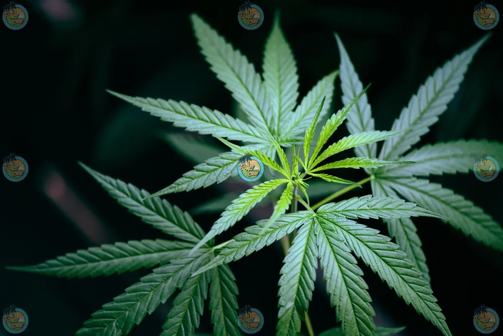 Sweet Thang Cannabis in DC