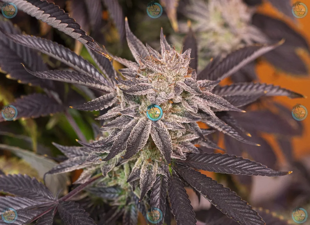 TRIPLE DIESEL Cannabis in DC