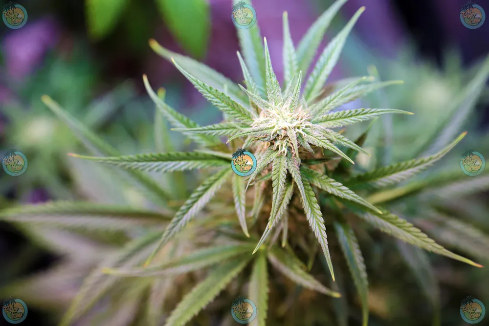 White Himalayan Cannabis in DC