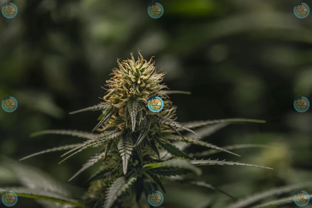 Creamery Cannabis in DC