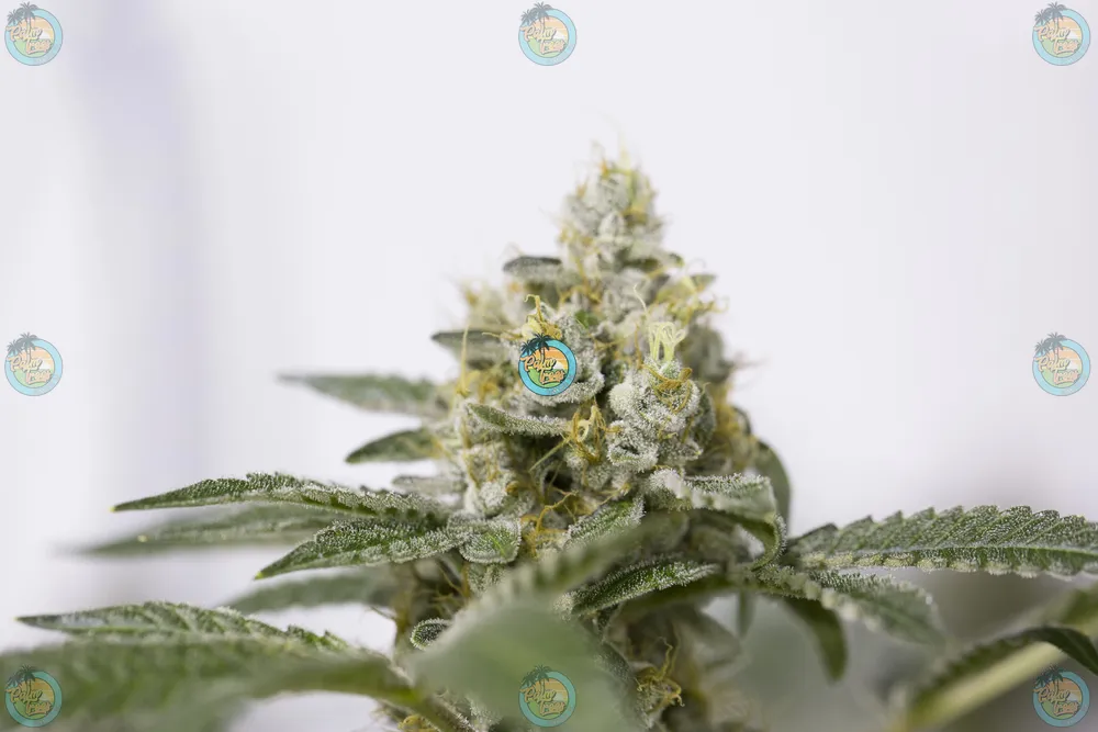 Fun Dip Cannabis in DC