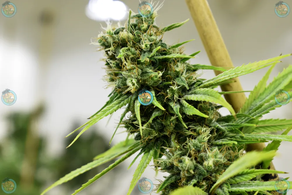 Ghost Vapor Cannabis in DC