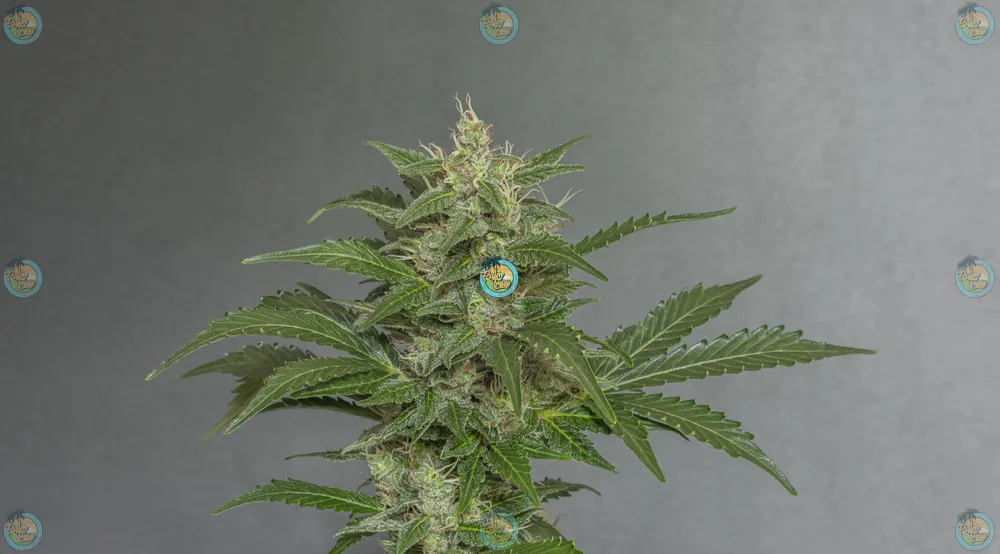 Jungle Cake Cannabis in DC