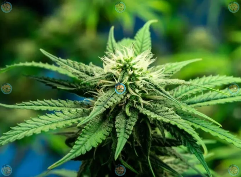 Zkittlez Cannabis in DC