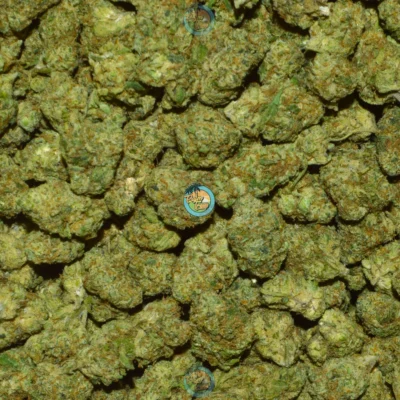 JACK BORO # 5 CANNABIS