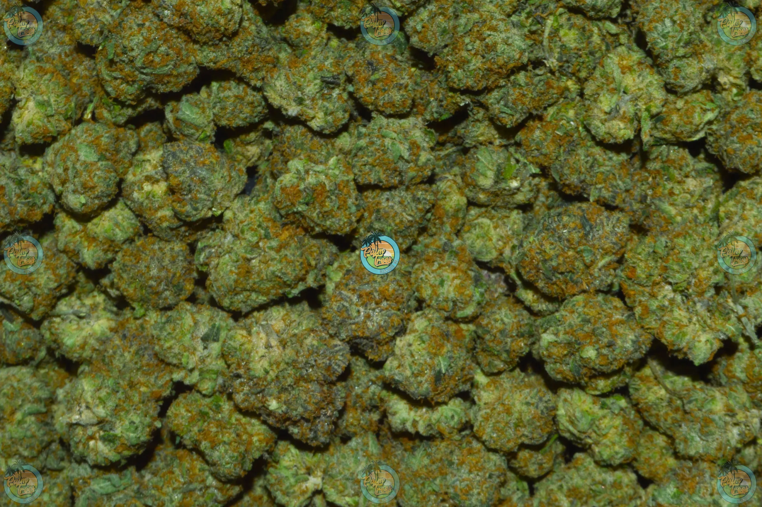 WINTER SUNSET #4 Cannabis