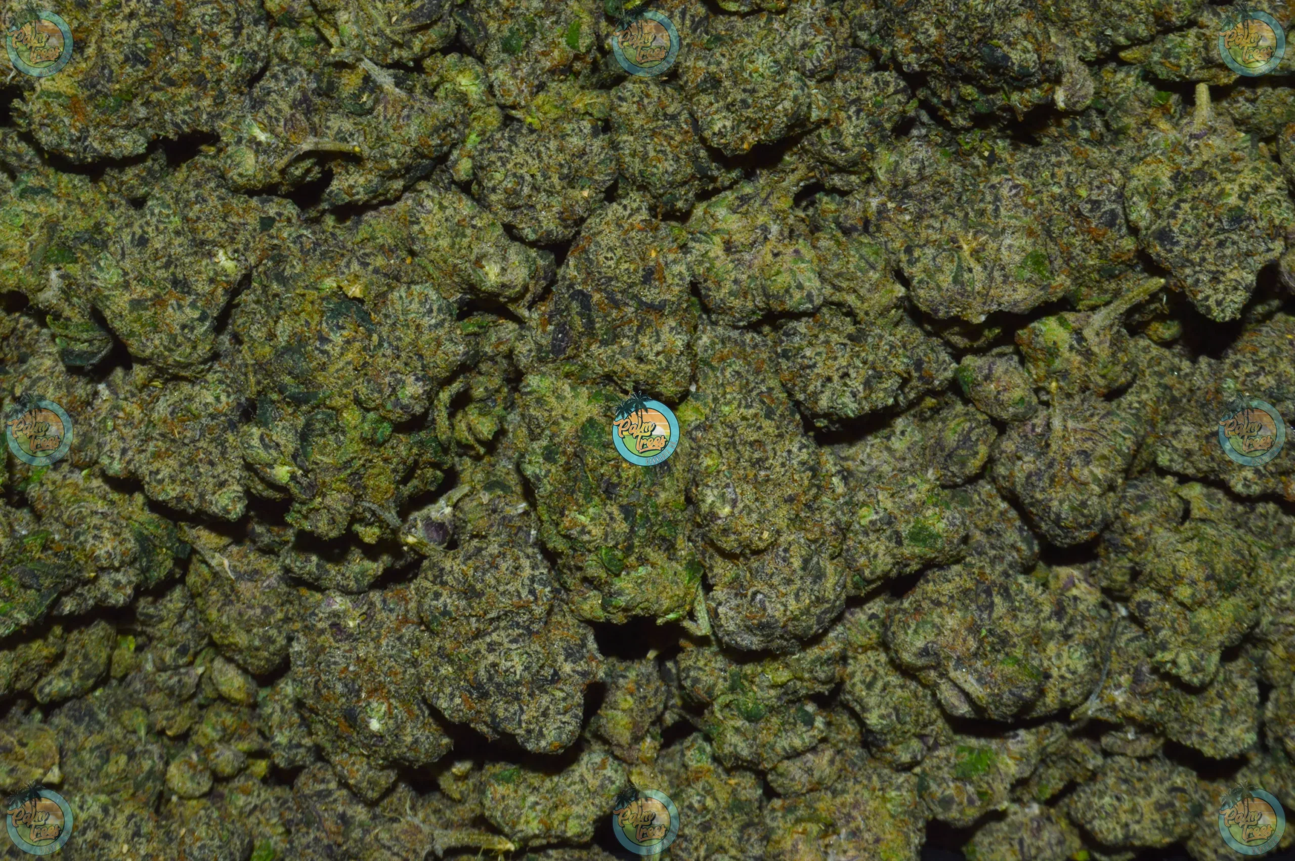 NOTORIOUS OG Cannabis