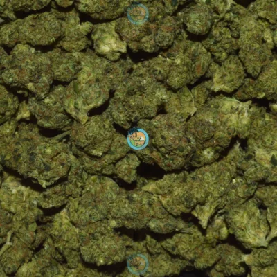 WEDDING FRITTER Cannabis