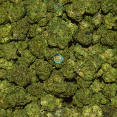 BOOFZILLA Cannabis Strain