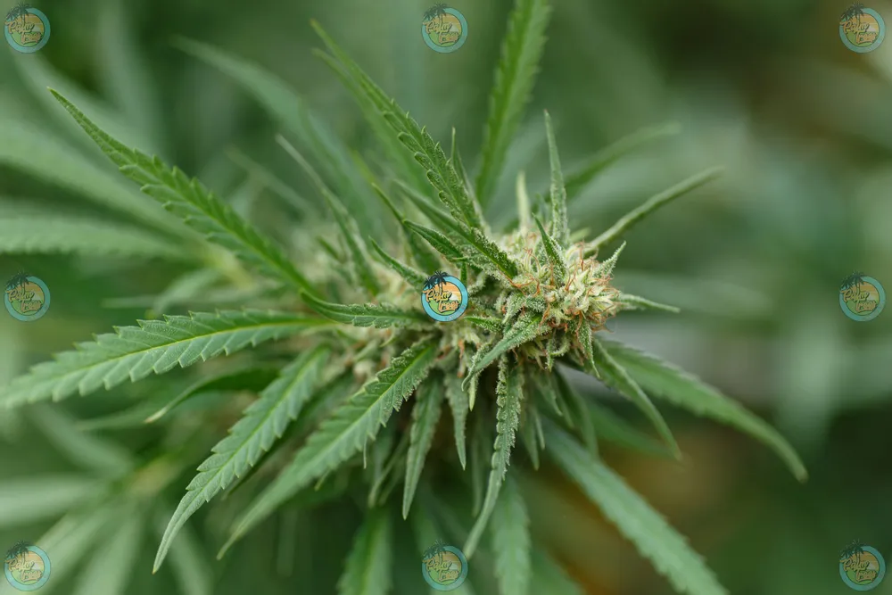 Fresh Fruity Pebbles Flower in DC