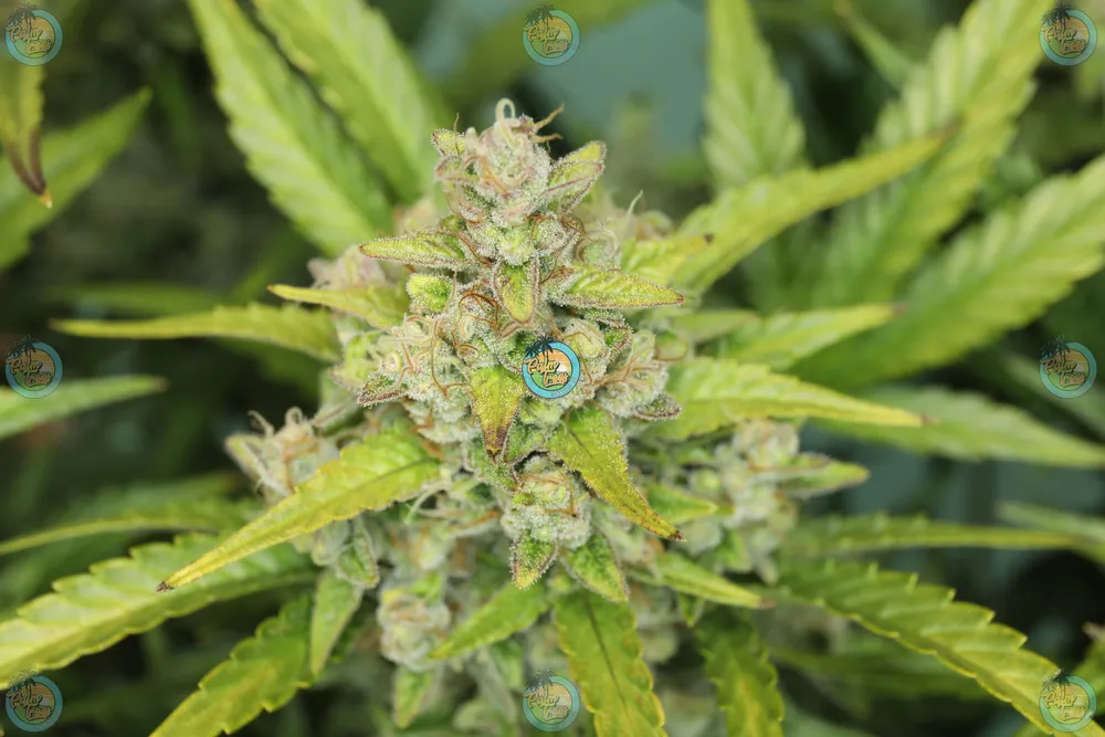 Jack Boro #5 Cannabis in DC