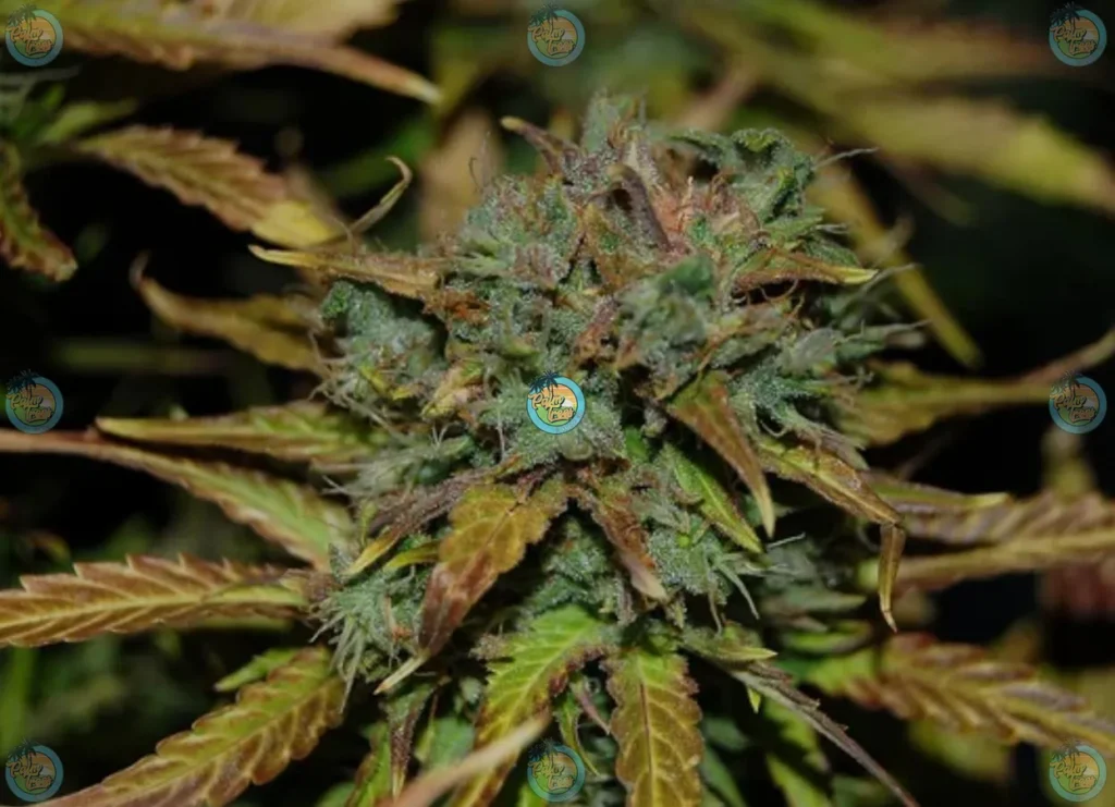 Lemon Freeze Pop Cannabis in DC