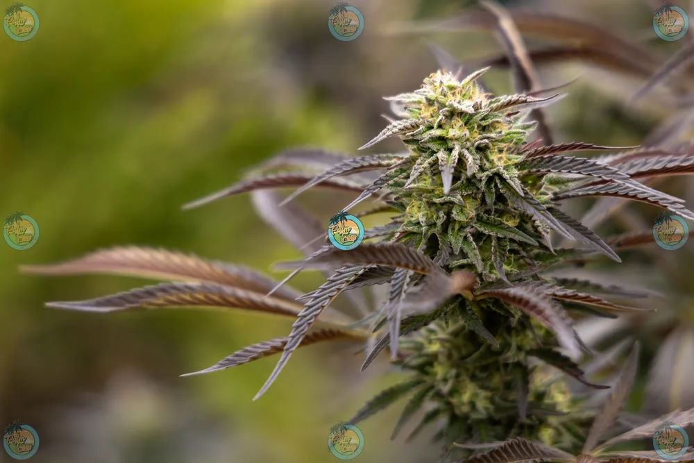 Moonshot Cannabis