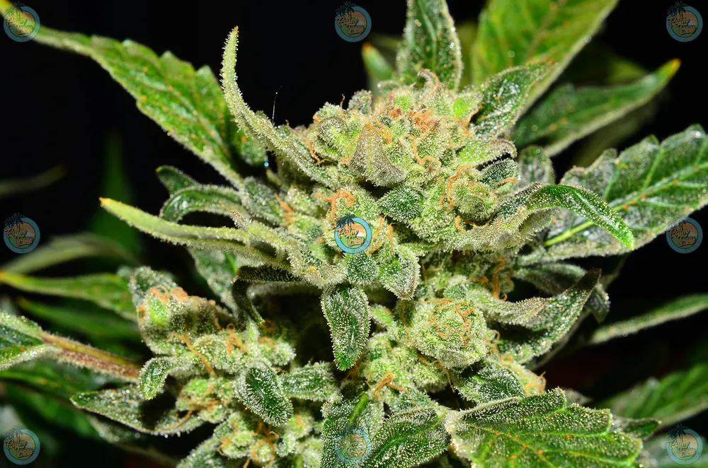 Mount Olympus Cannabis