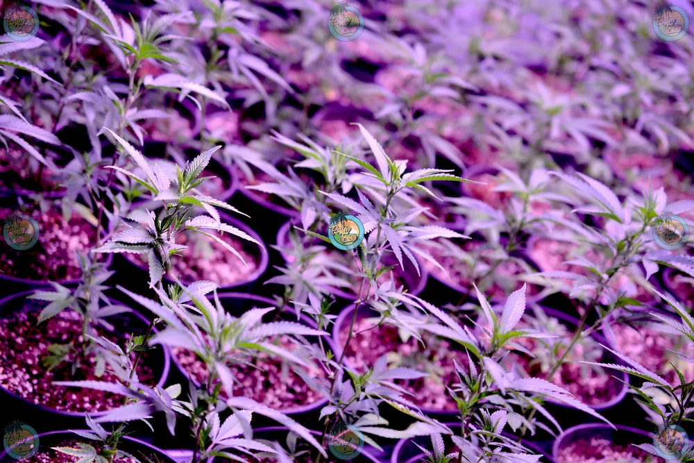 Exploring the Most Popular Cannabis Strains