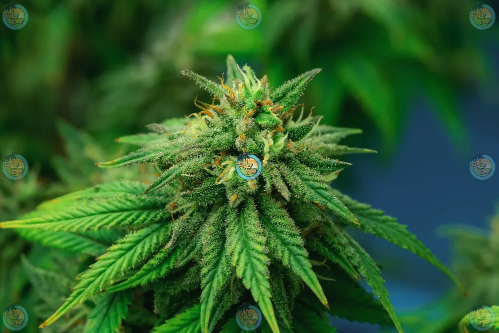 Garlic Fumez Cannabis Strain