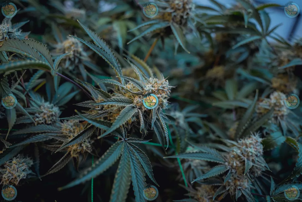 Lemon Meringue Cannabis