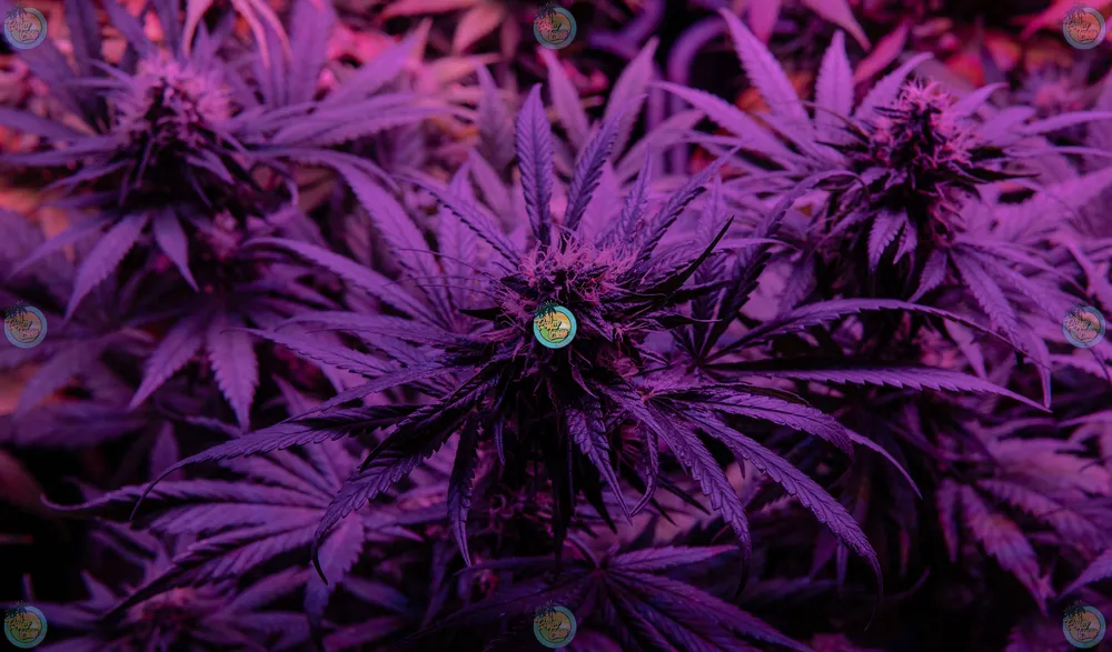 Galactic Grapefruit Strain