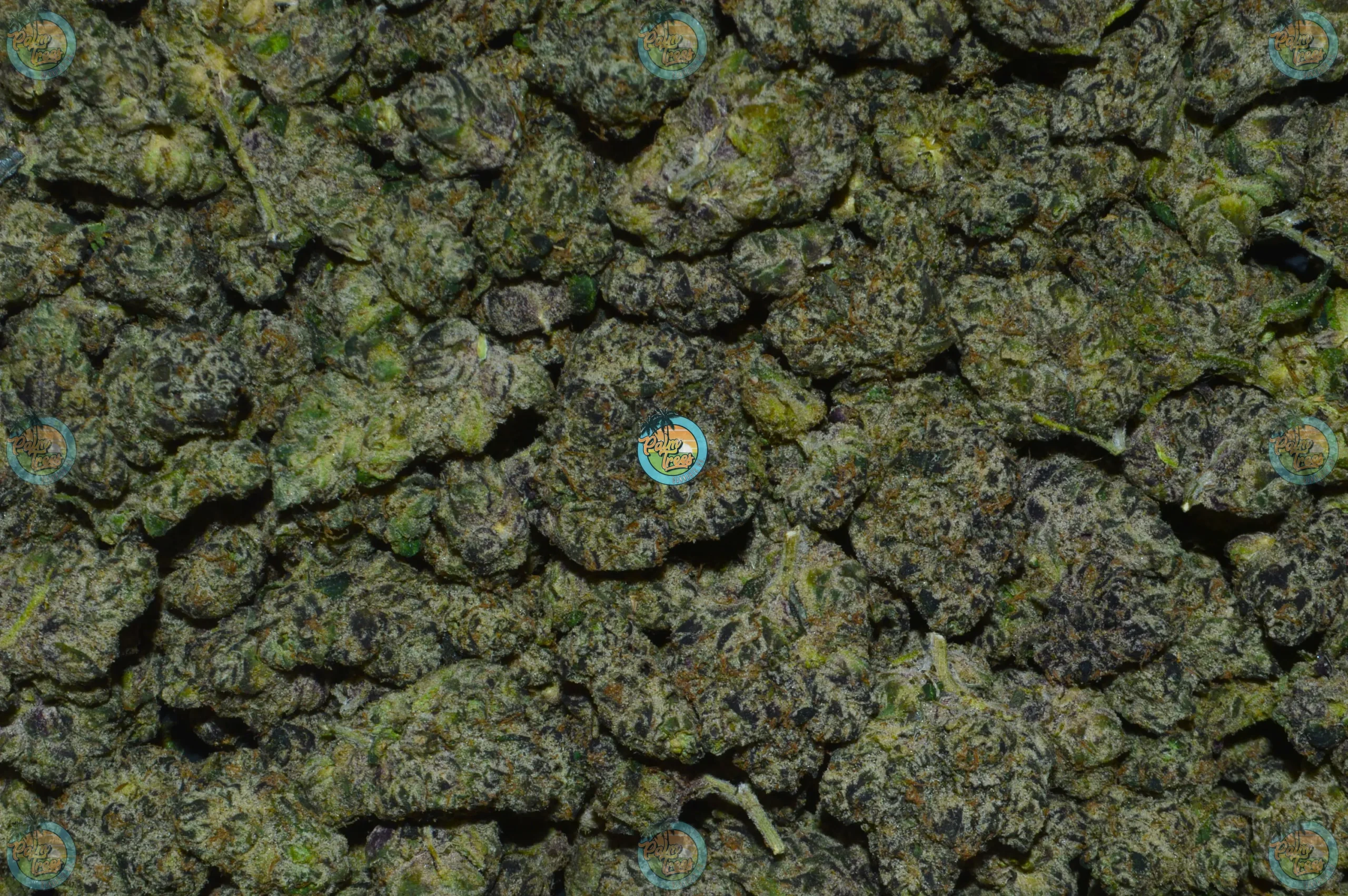 LONDON BUBBLY weed strain