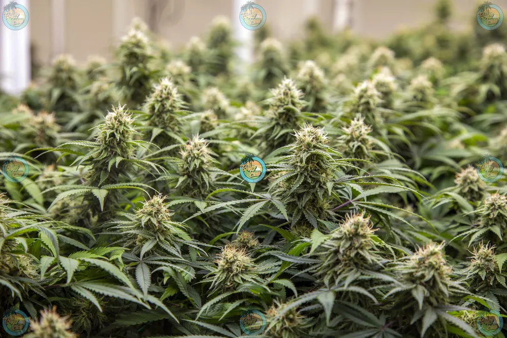Quattro Leches Cannabis